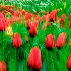 Tulpen-Wiese