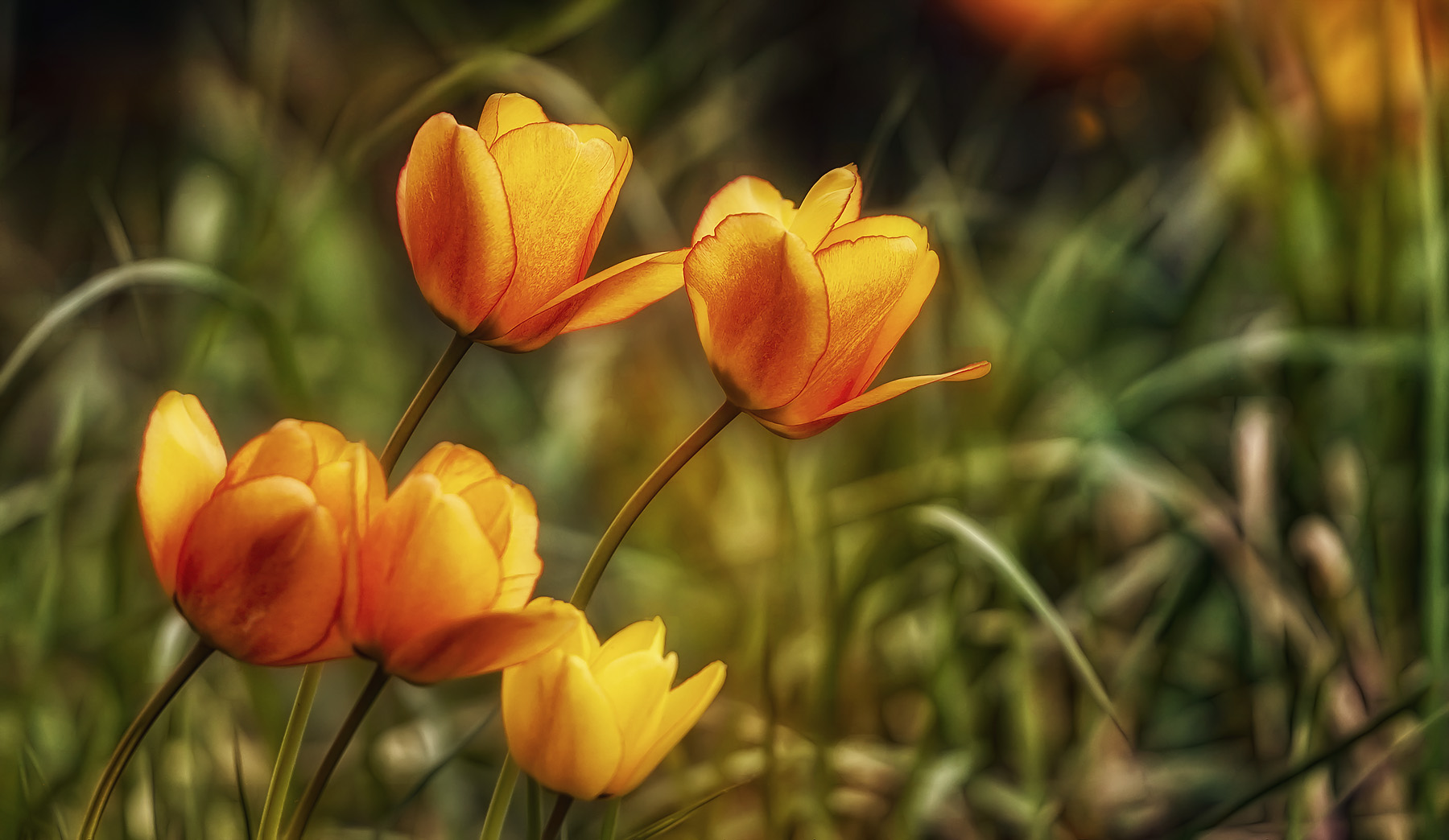 tulpen wird es im garten bald geben ...