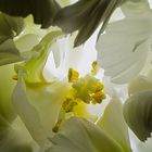 Tulpen-Wirrwarr