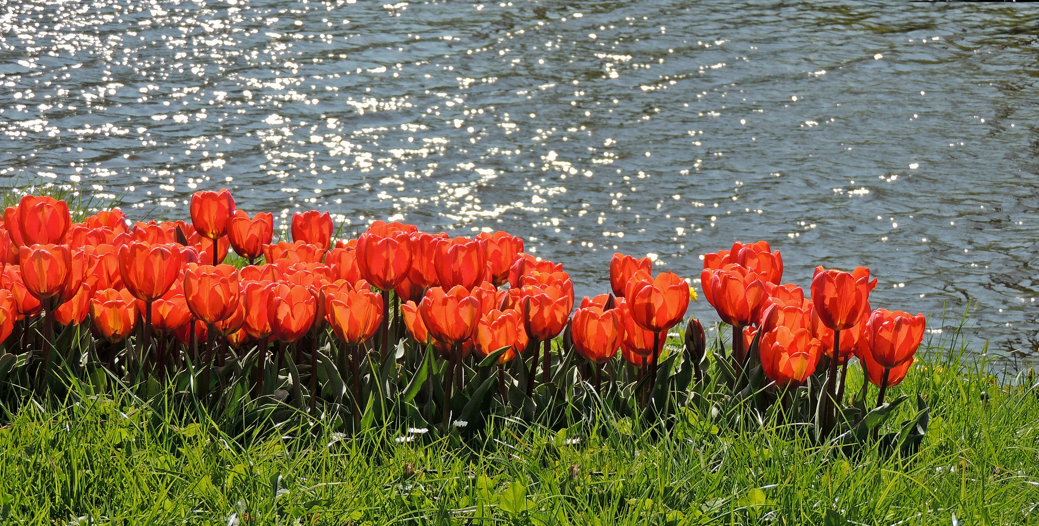 Tulpen, wo Eider und Treene sich treffen