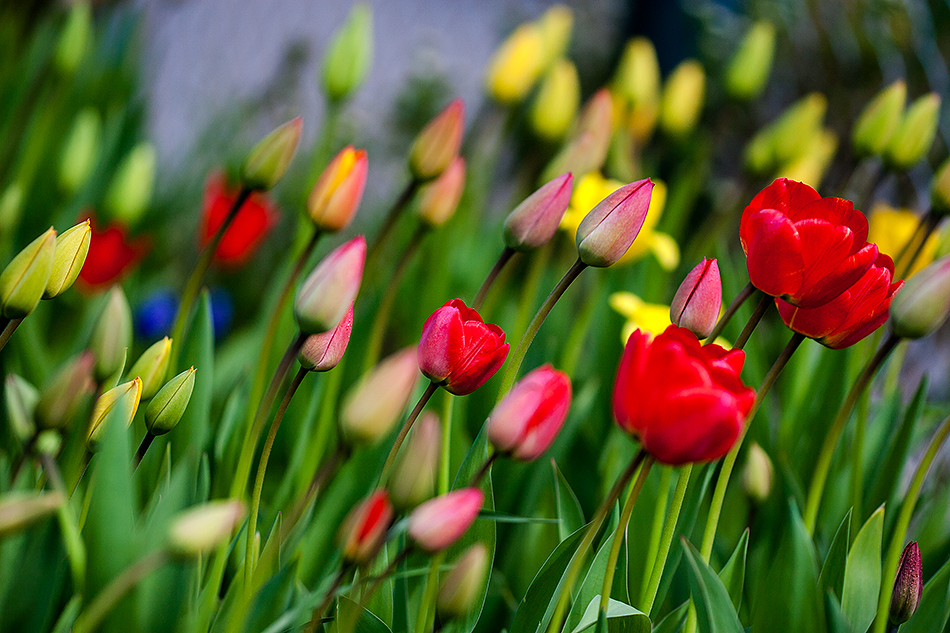 Tulpen wo man hinschaut