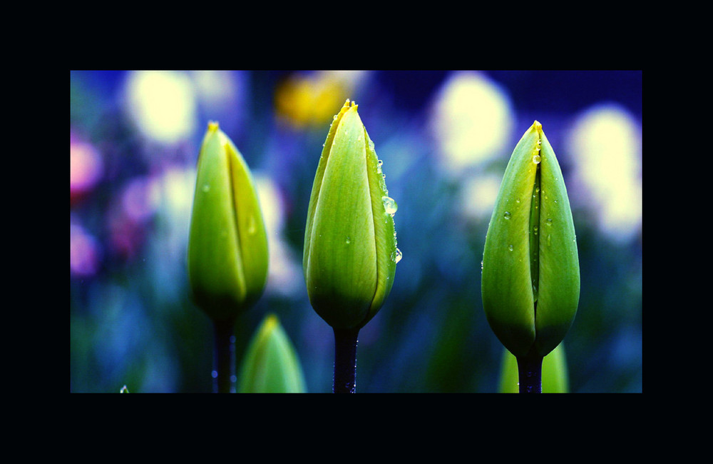 TULPEN X 2