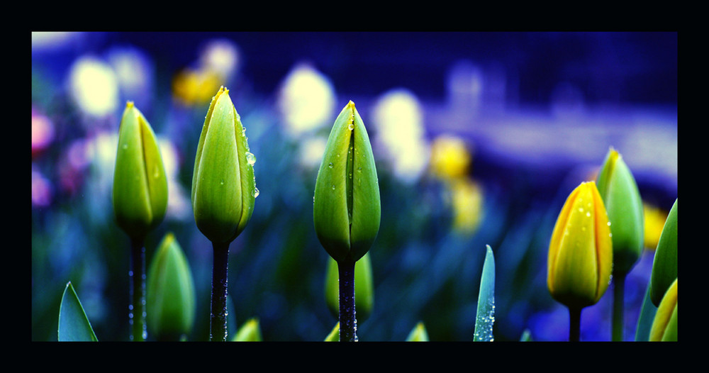 TULPEN X