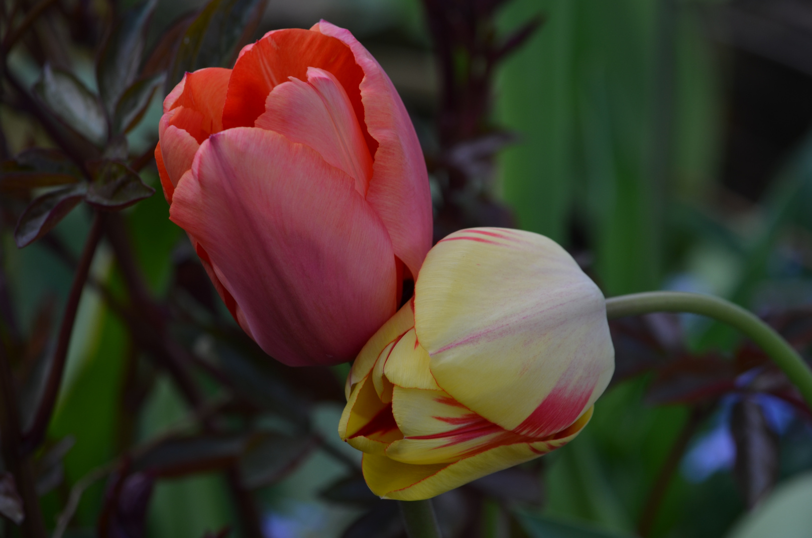 Tulpen Zärtlichkeit