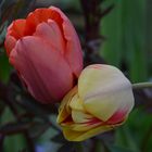 Tulpen Zärtlichkeit