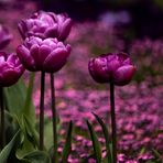 Tulpen-Zauber
