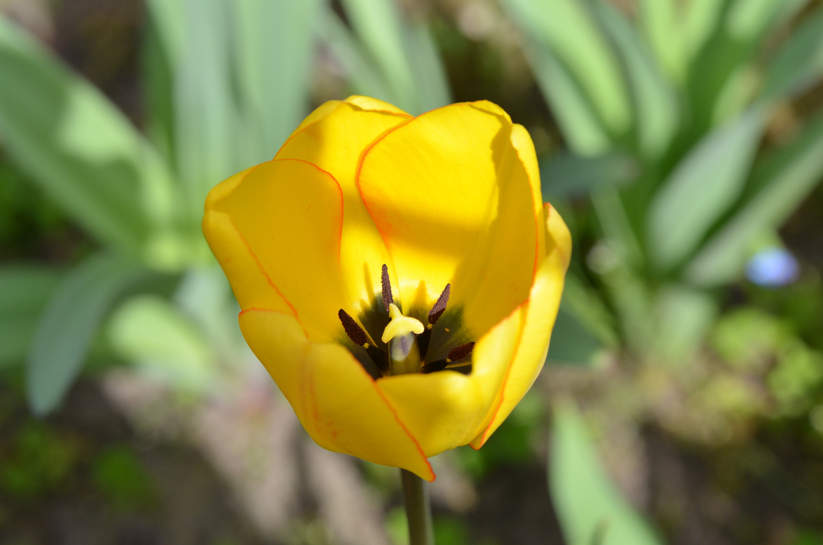 Tulpen Zeit (1)