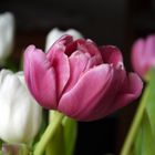 Tulpen Zeit