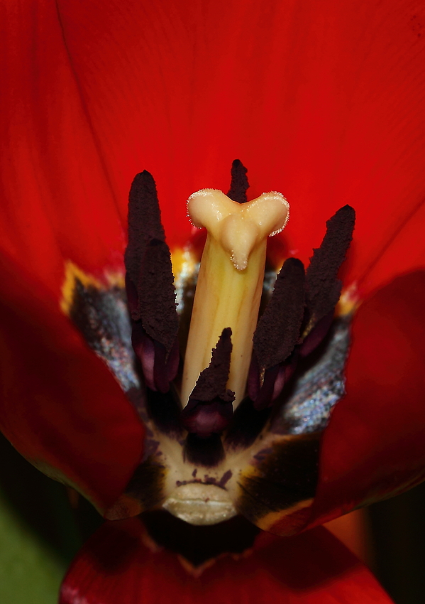 Tulpen Zentrum