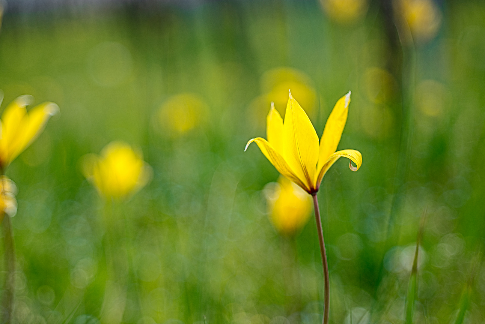 Tulpen Zenzanon Variation