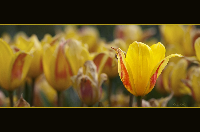 Tulpen zu Ostern 2011