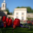 Tulpen Zuhause