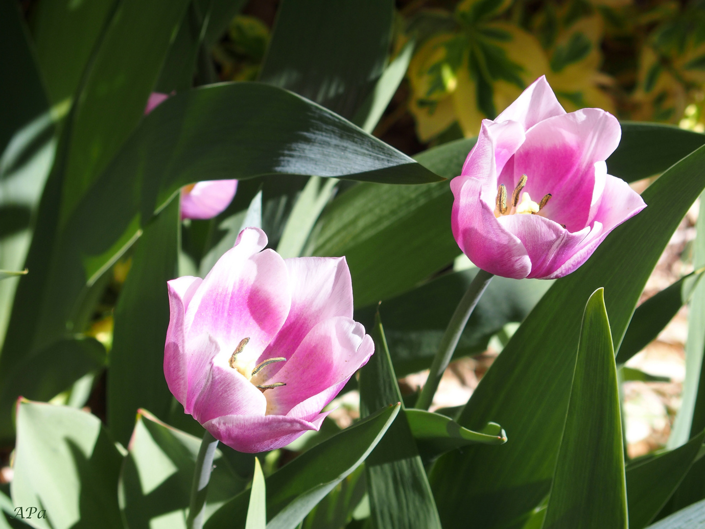 Tulpen zum Blümchenmittwoch