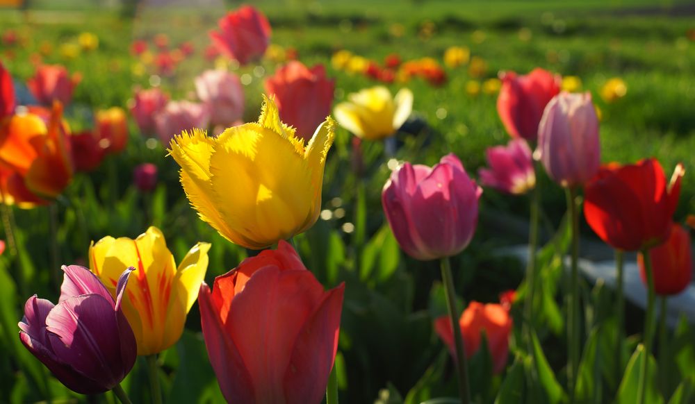 Tulpen zum Blümchenmittwoch