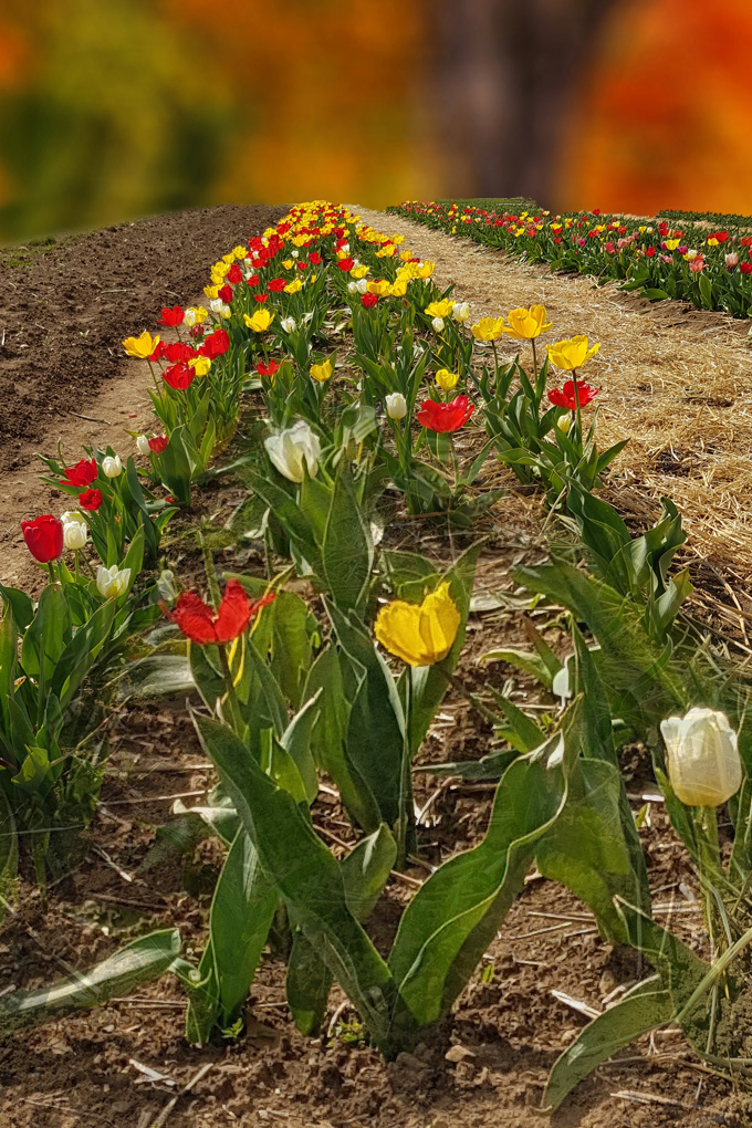 Tulpen zum Frühlingsanfang