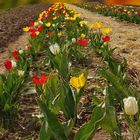 Tulpen zum Frühlingsanfang