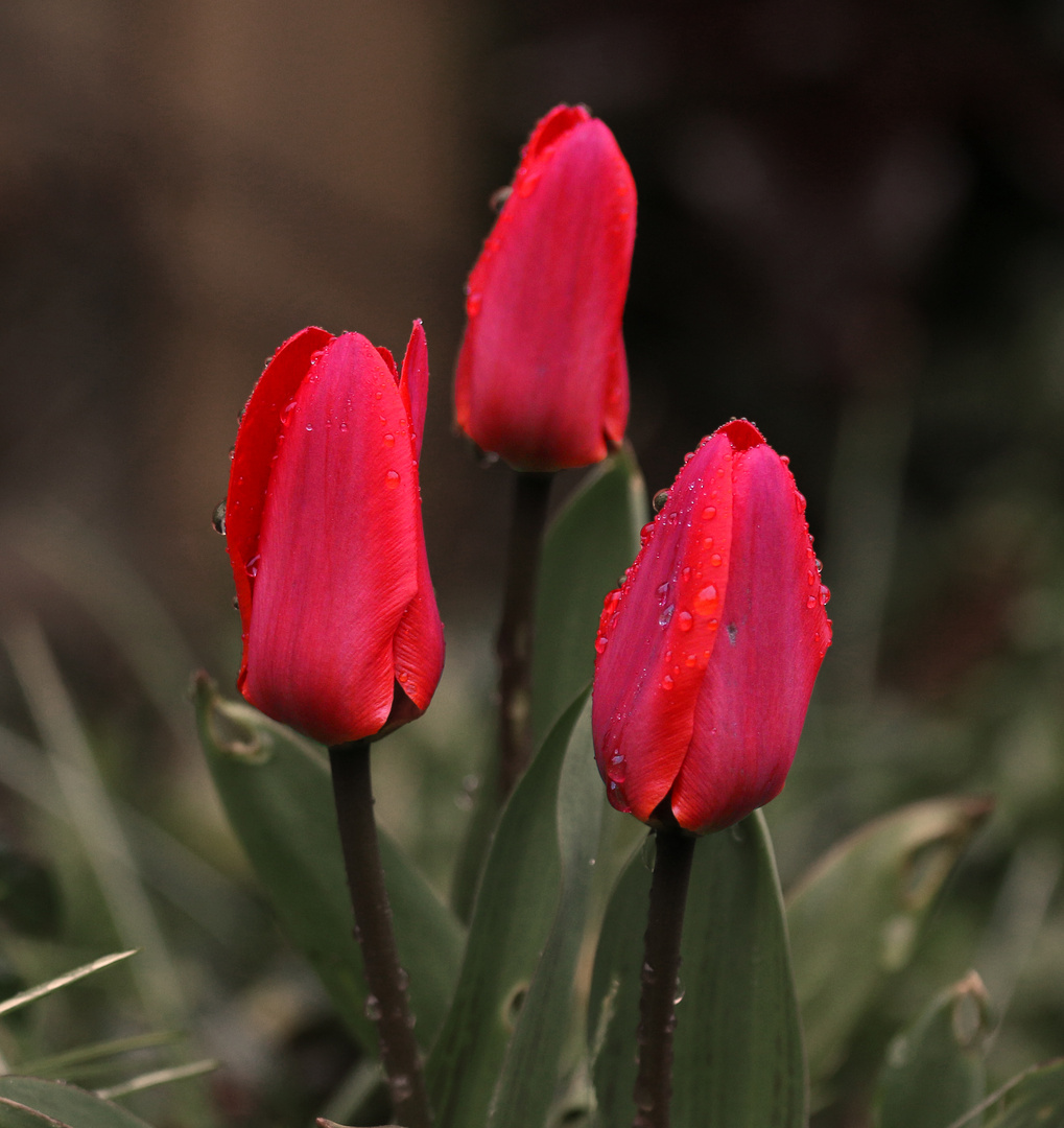 Tulpen zum Geburtstag