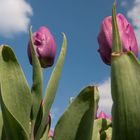 Tulpen zum Himmel