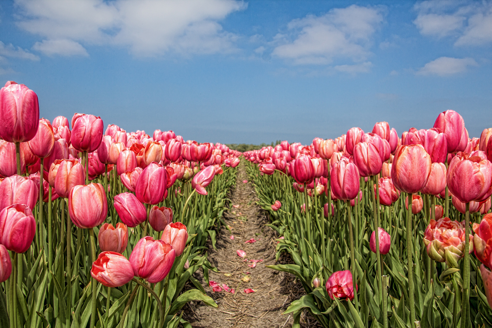 Tulpen zum Mittwoch