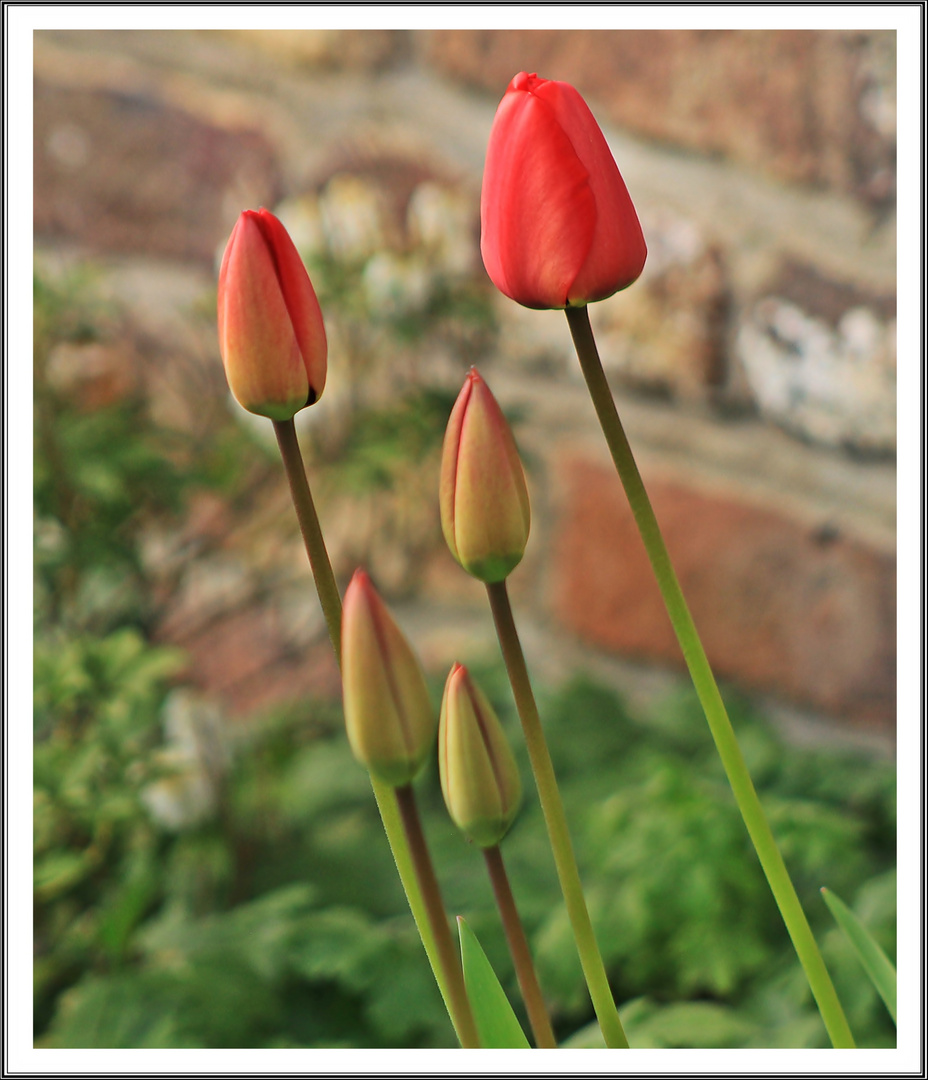 Tulpen zum Mittwoch