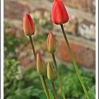 Tulpen zum Mittwoch