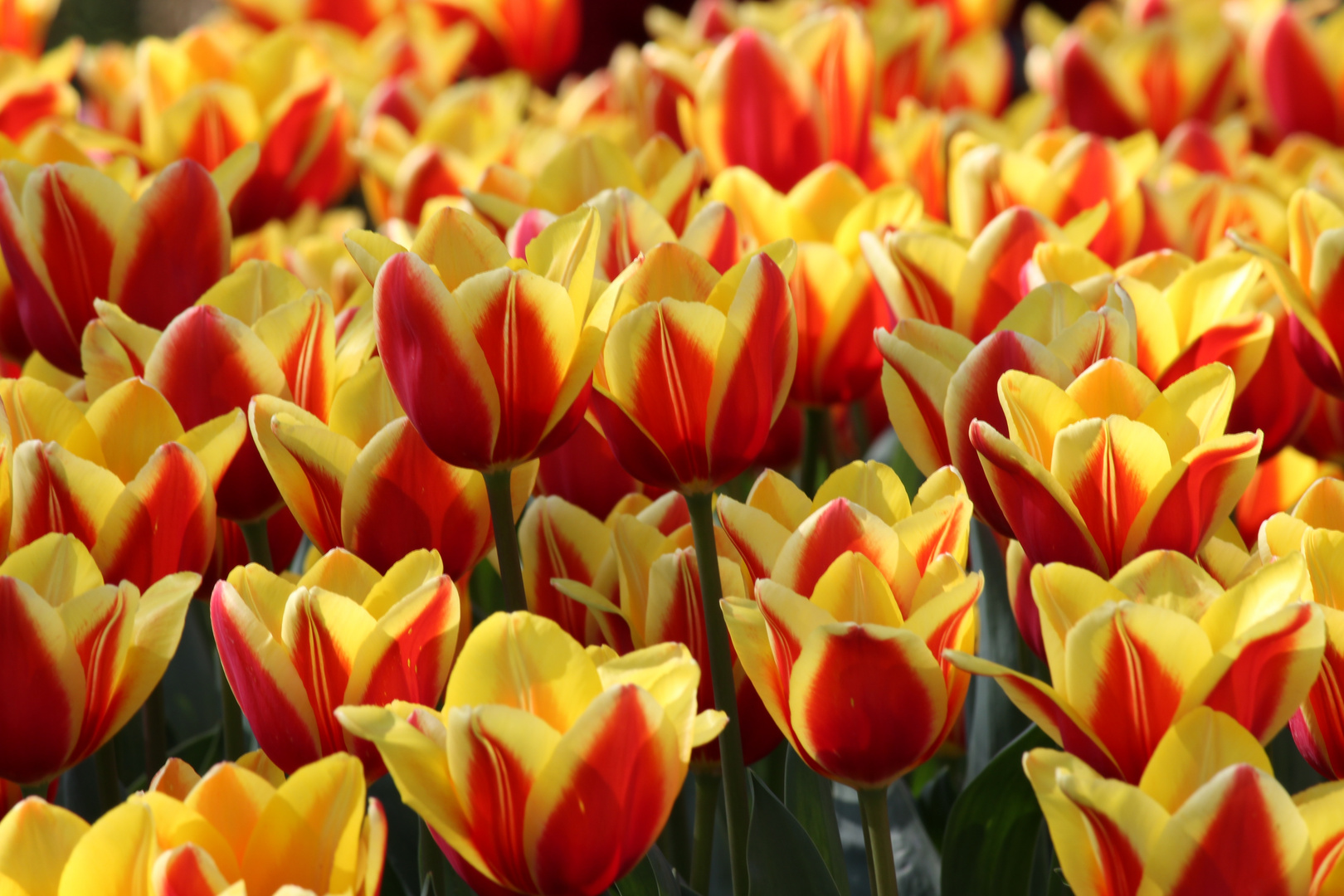 Tulpen zum Mittwoch