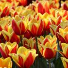 Tulpen zum Mittwoch