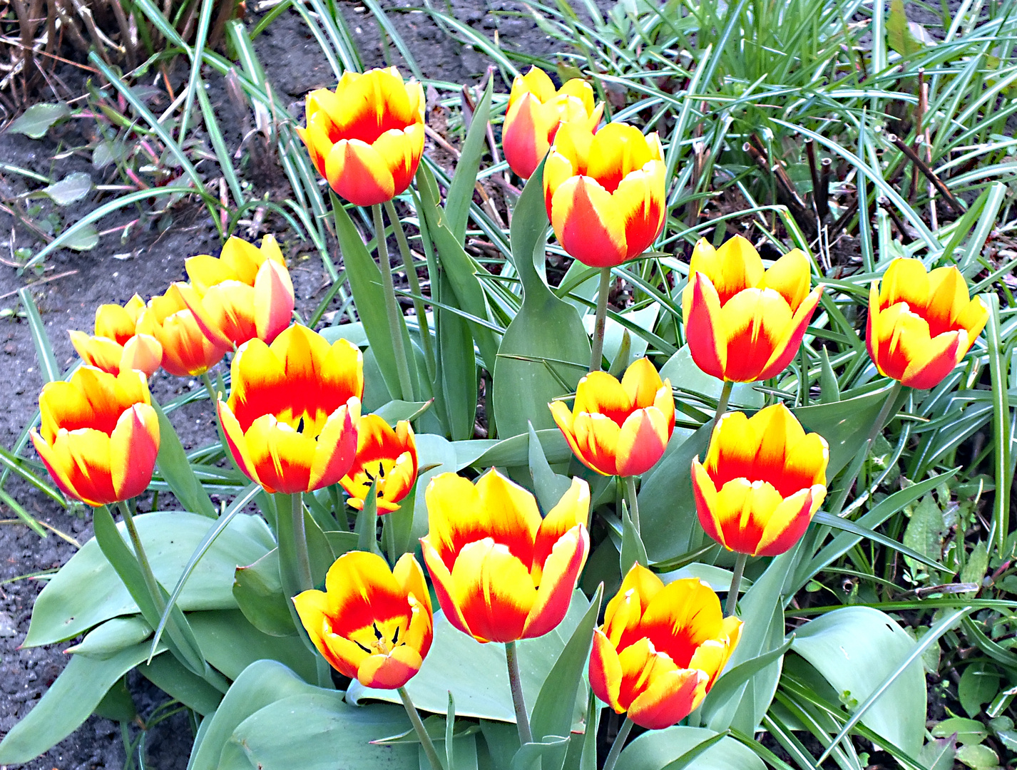 Tulpen zum Mittwoch