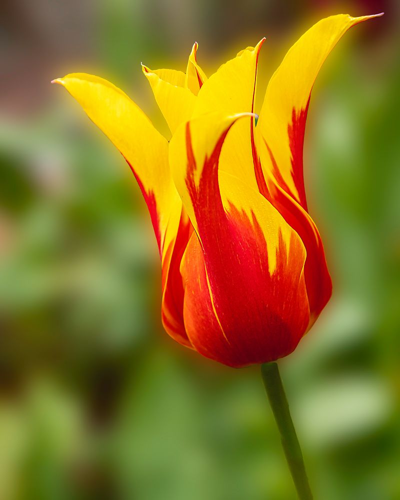 Tulpen zum Muttertag