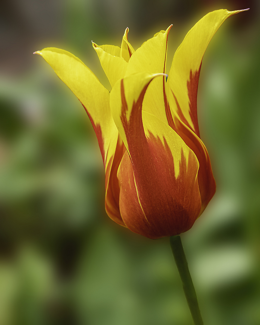 Tulpen zum Muttertag