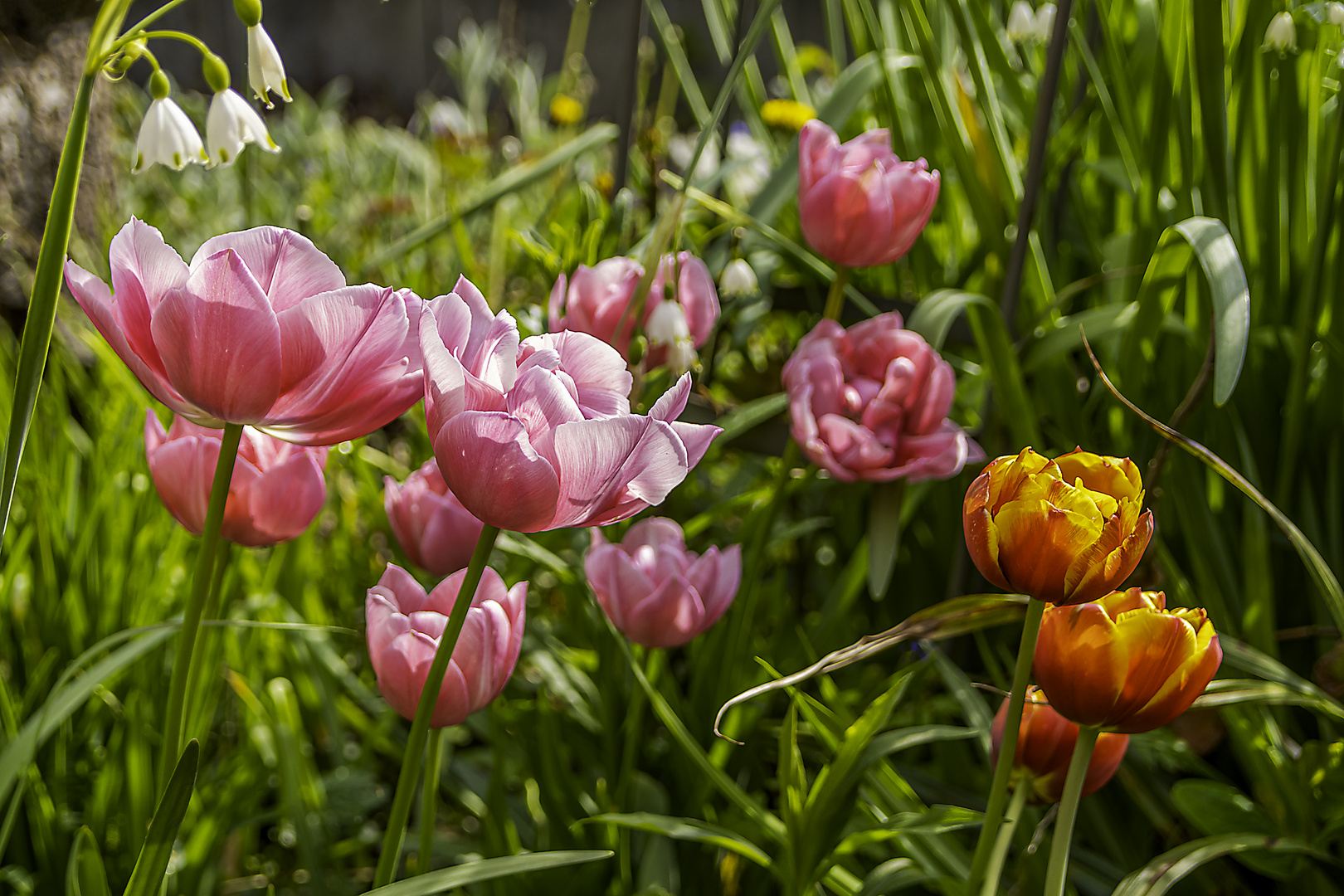 Tulpen zum Muttertag