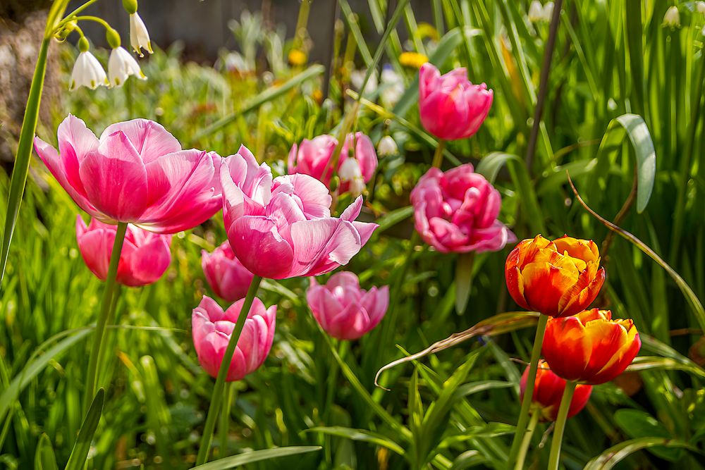 Tulpen zum Muttertag