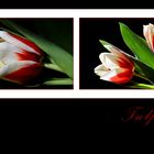 Tulpen zum Sonntag
