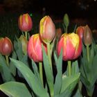 Tulpen zum Sonntag