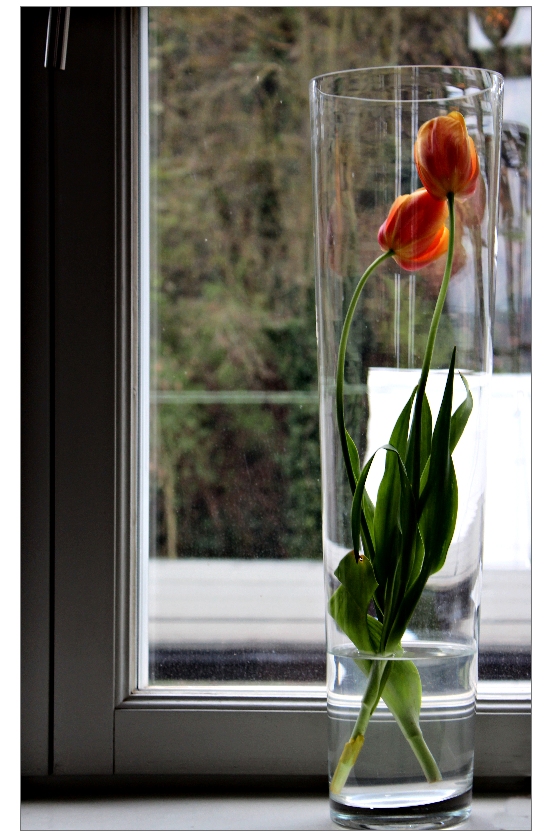 Tulpen zum Sonntagmorgen