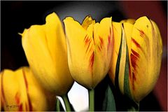 Tulpen zum Wochenende