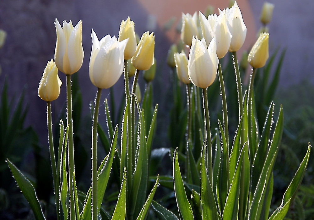 Tulpen zur Landesgartenschau in Reichenbach/Voigtland