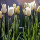 Tulpen zur Landesgartenschau in Reichenbach/Voigtland