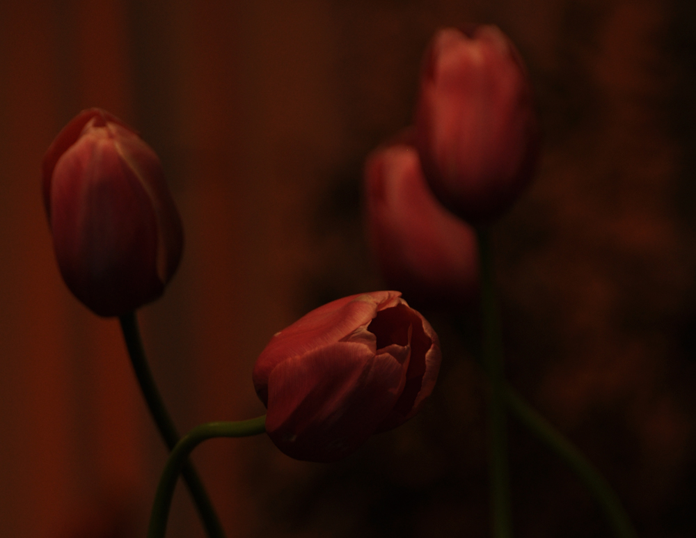 Tulpen zur NACHT