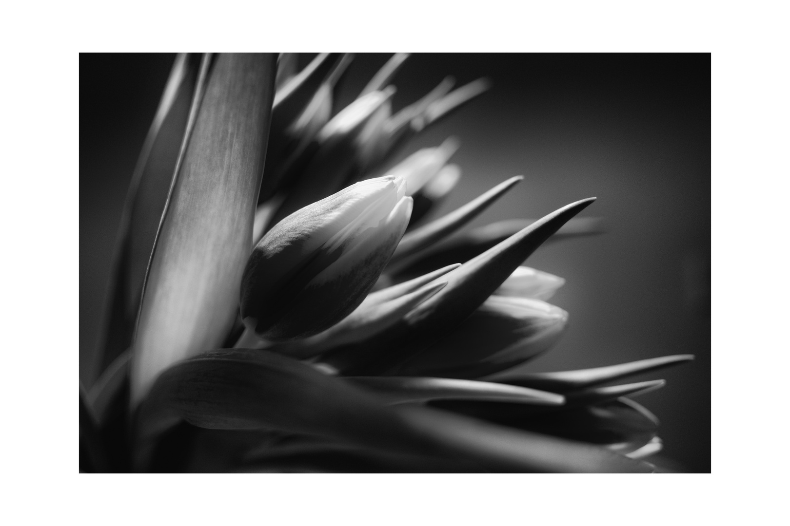 Tulpen_01