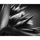 Tulpen_01