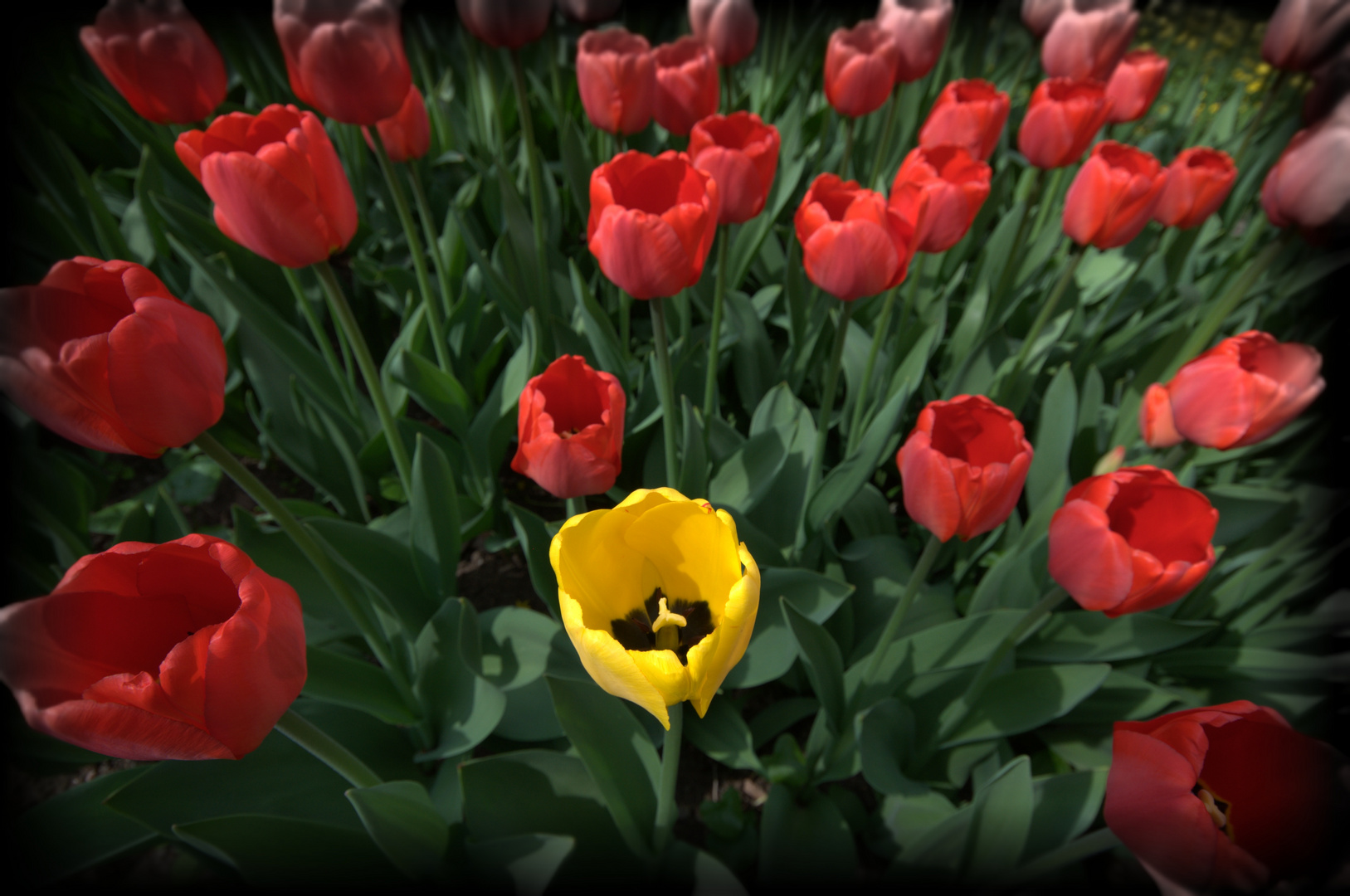 Tulpen_01