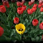 Tulpen_01