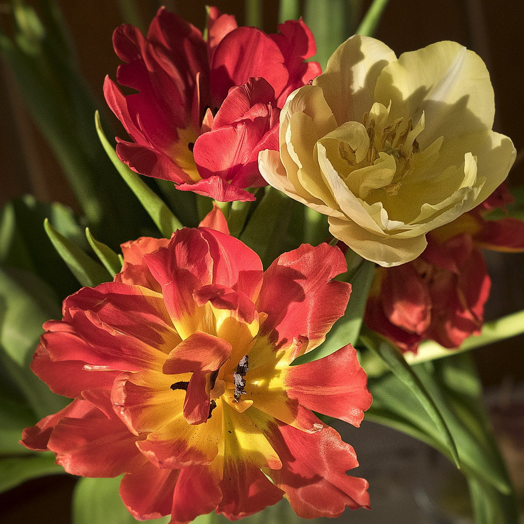 Tulpen_0104172372