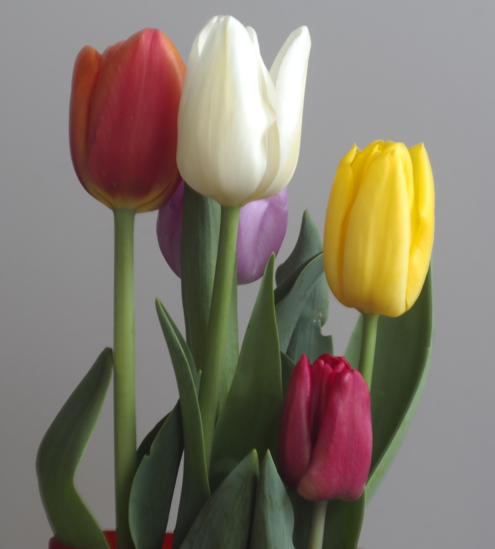 Tulpen_019