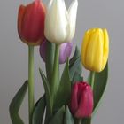 Tulpen_019