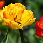 Tulpen_1