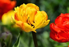 Tulpen_1