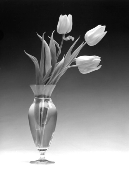 Tulpen_1