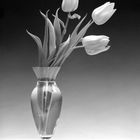 Tulpen_1